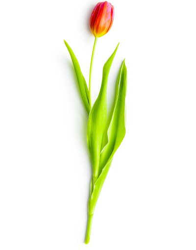 Spring flower tulip. Red tulips isolated on white background.